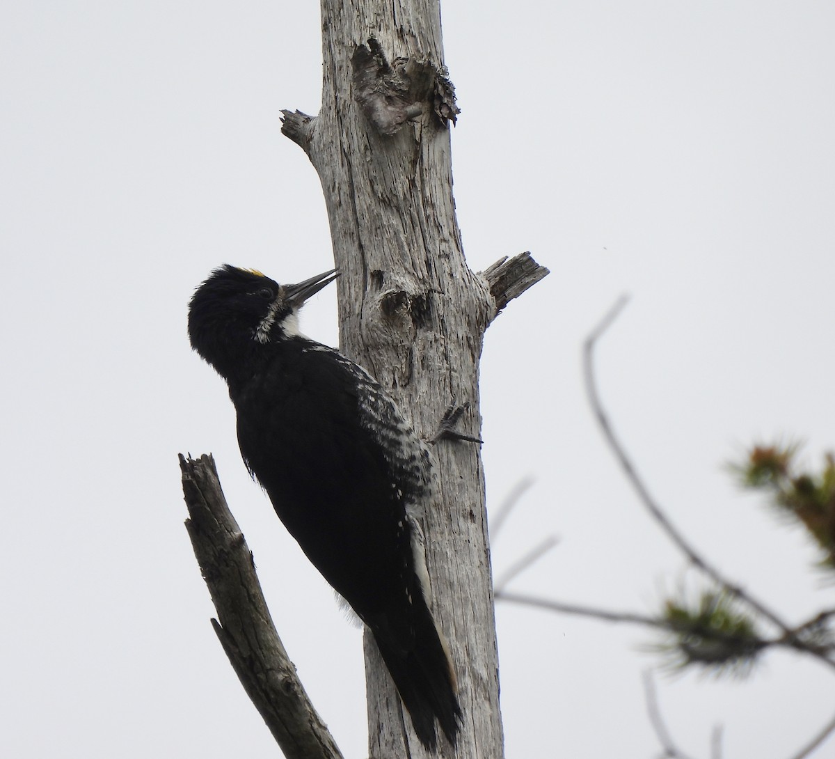 Black-backed Woodpecker - ML620366082