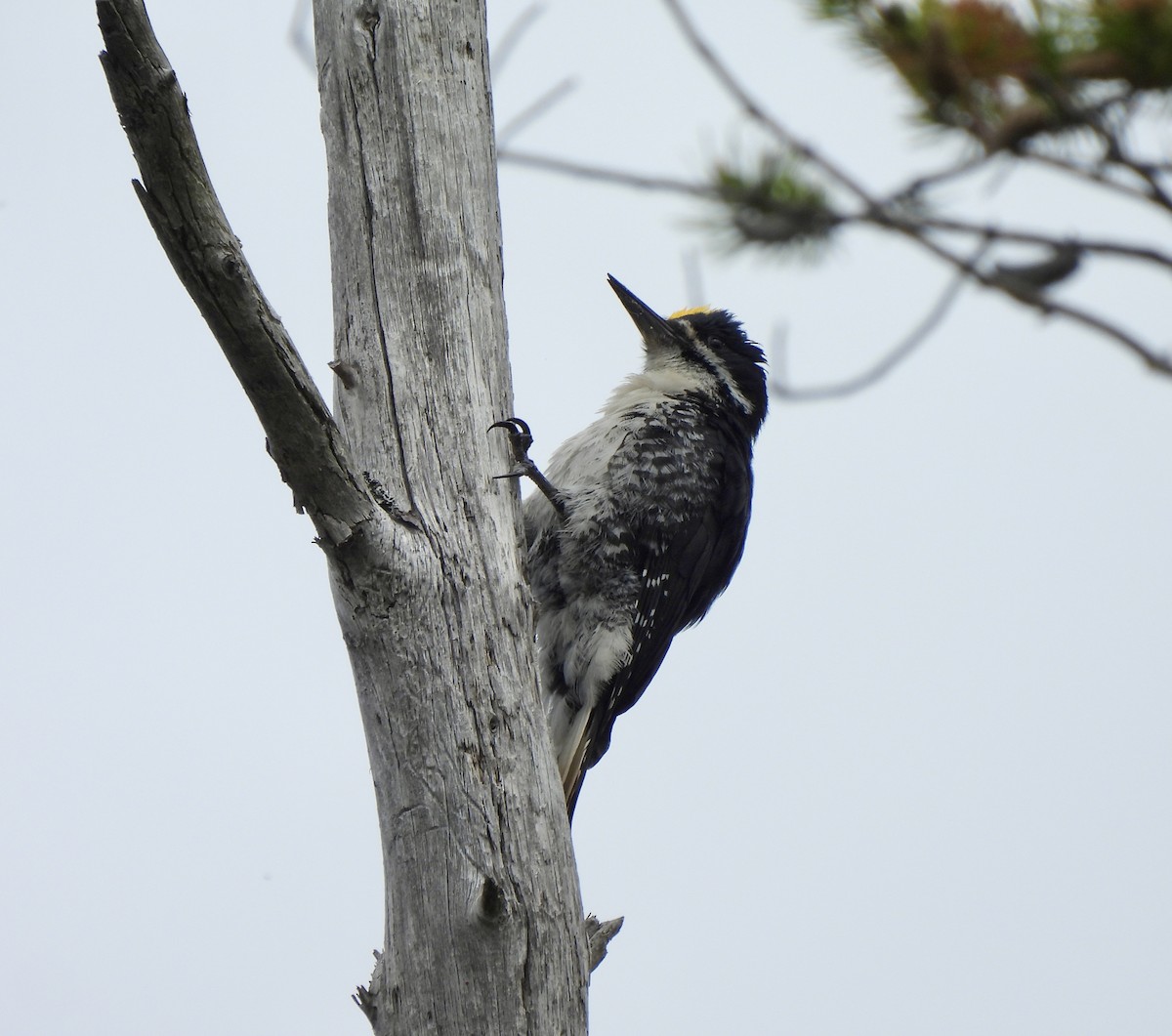 Black-backed Woodpecker - ML620366083