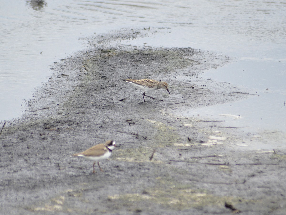 Semipalmated Plover - ML620366086
