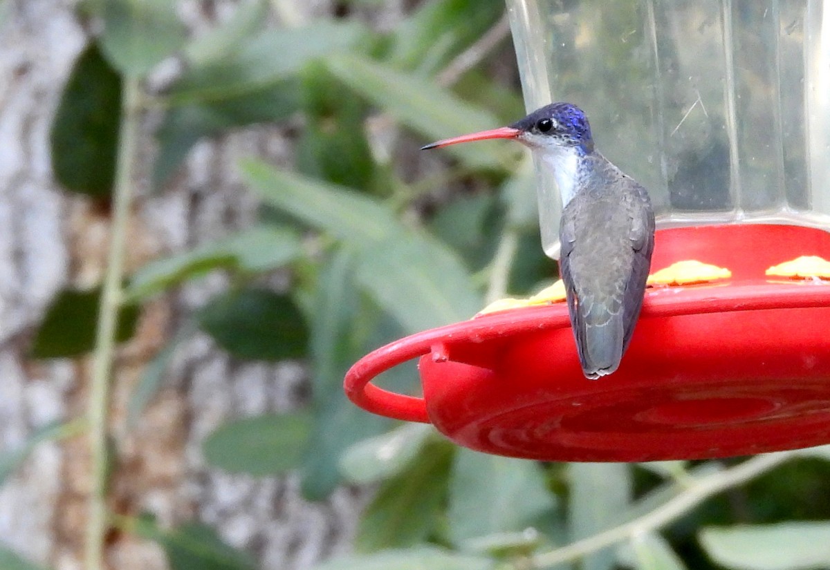 Violet-crowned Hummingbird - ML620366087