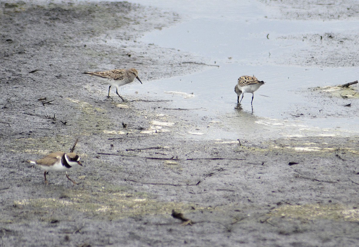 Semipalmated Plover - ML620366089
