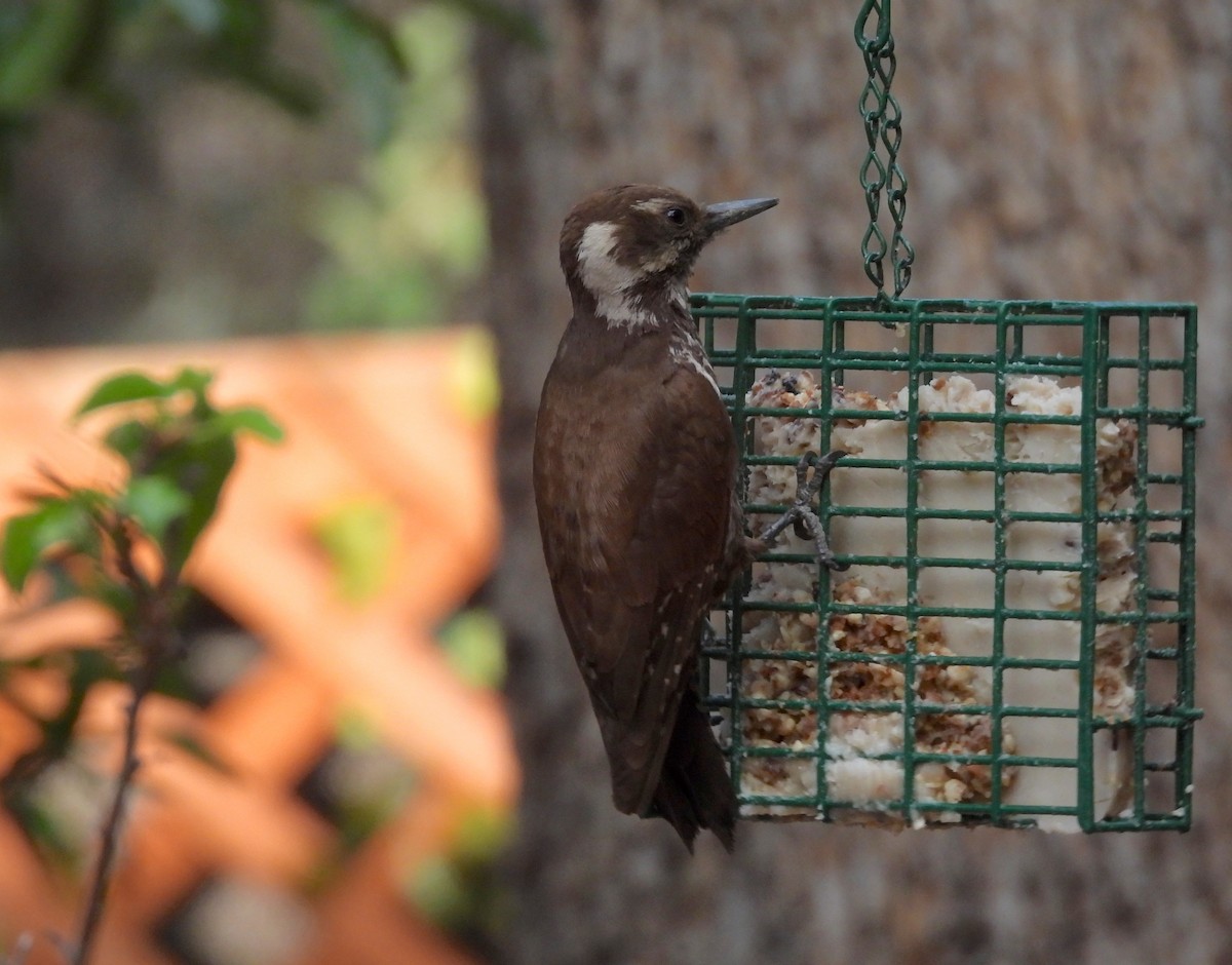 Arizona Woodpecker - ML620366093