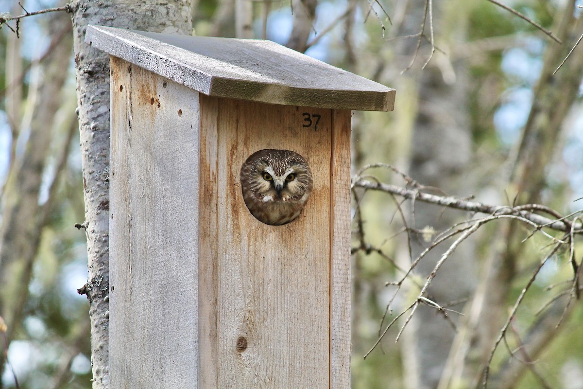 Northern Saw-whet Owl - ML620366095