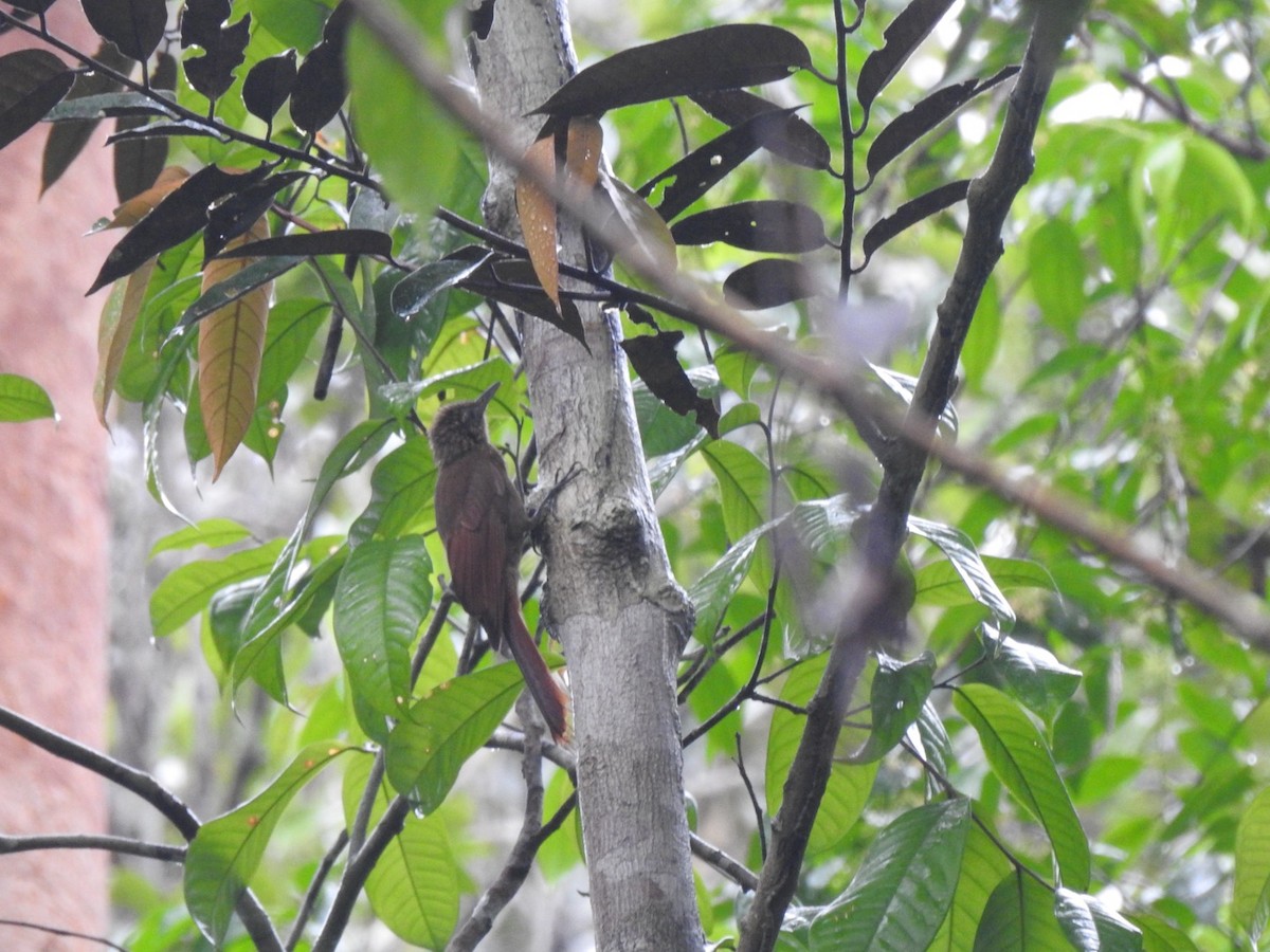 Ocellated Woodcreeper - ML620366100