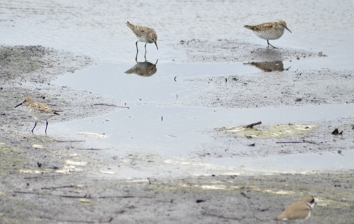 Semipalmated Plover - ML620366104