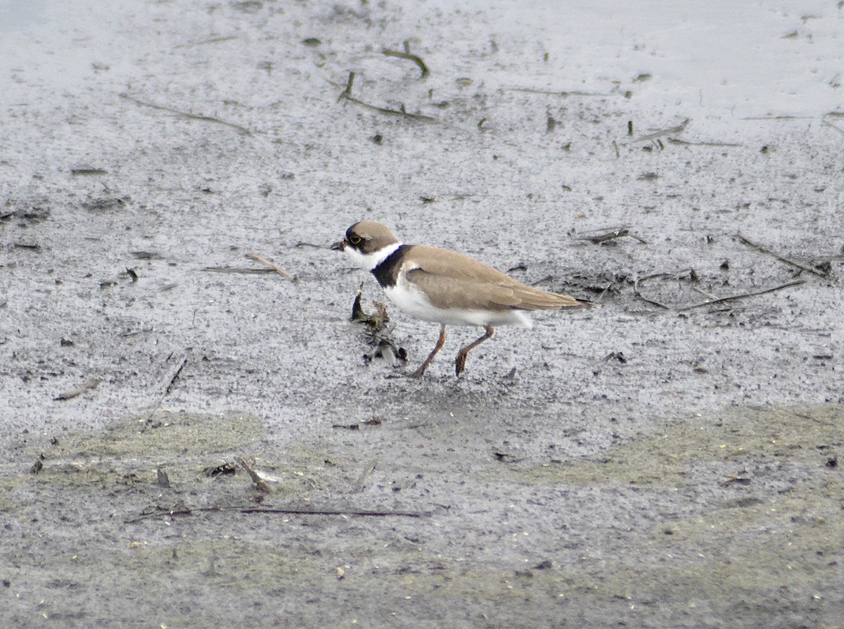 Semipalmated Plover - ML620366107