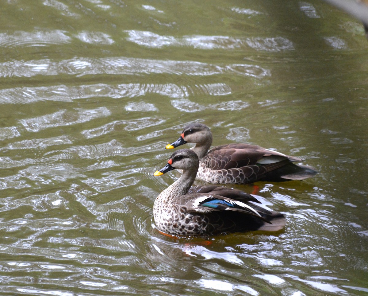 Indian Spot-billed Duck - ML620366124