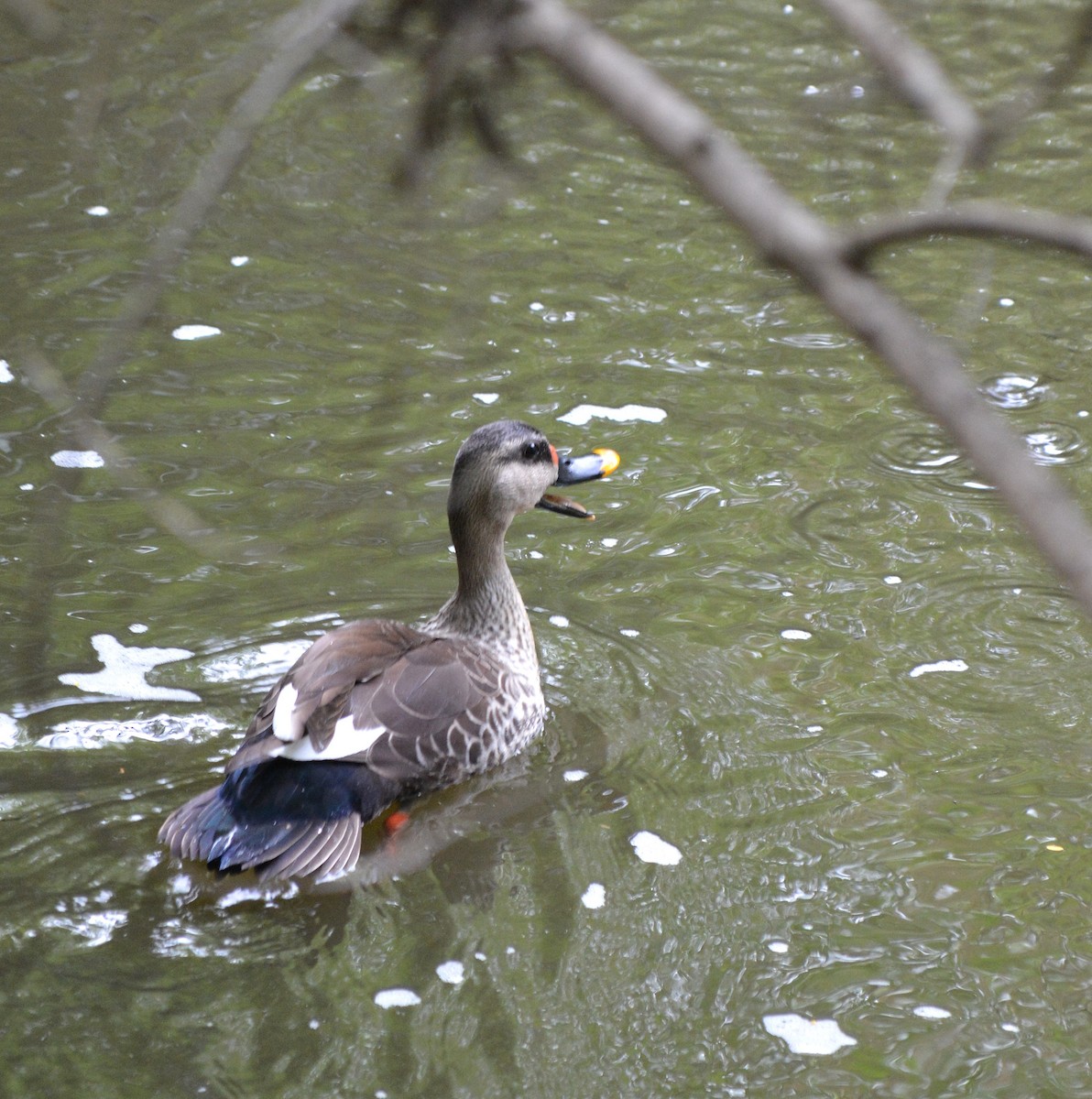 Indian Spot-billed Duck - ML620366126