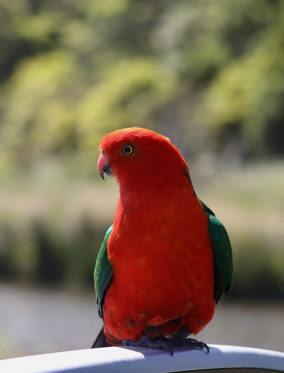 Australian King-Parrot - ML620366150