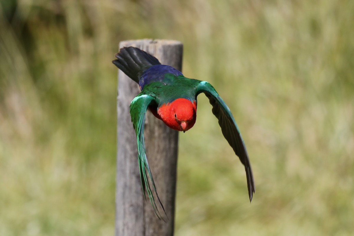 Australian King-Parrot - ML620366151