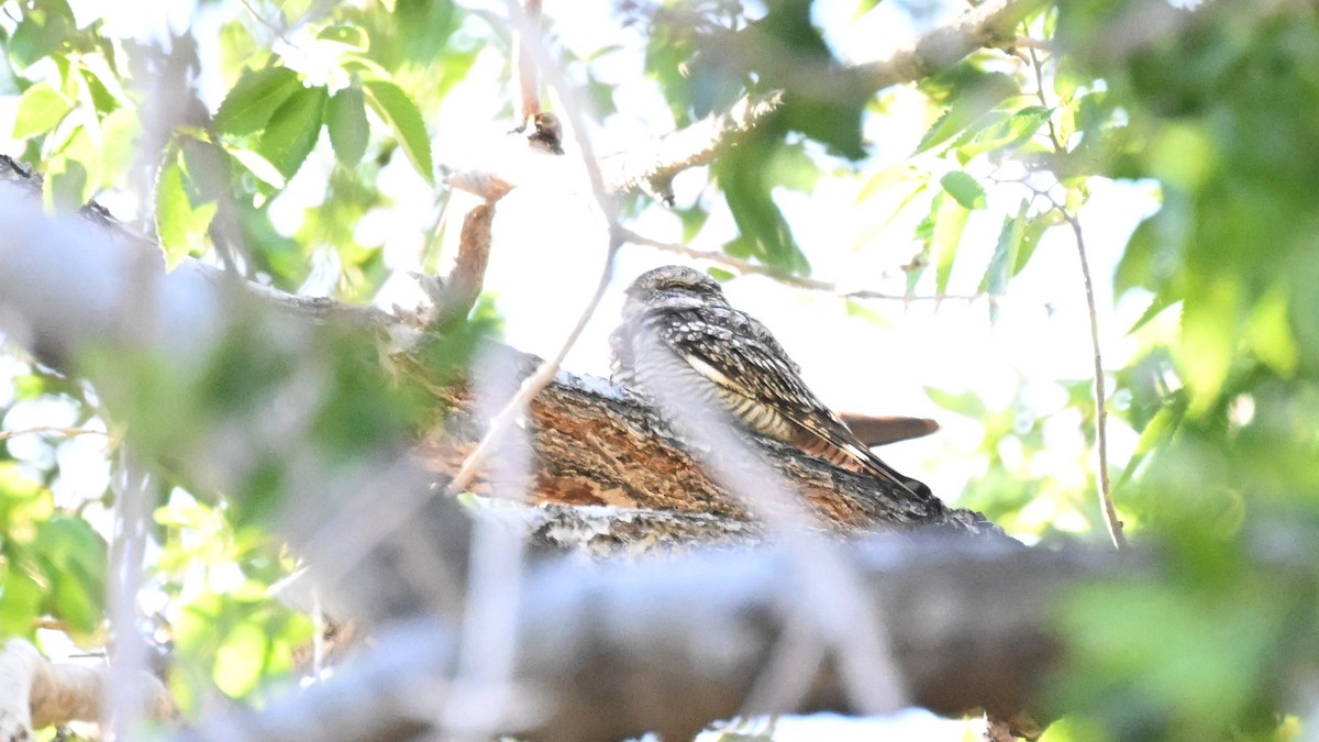 Lesser Nighthawk - ML620366153