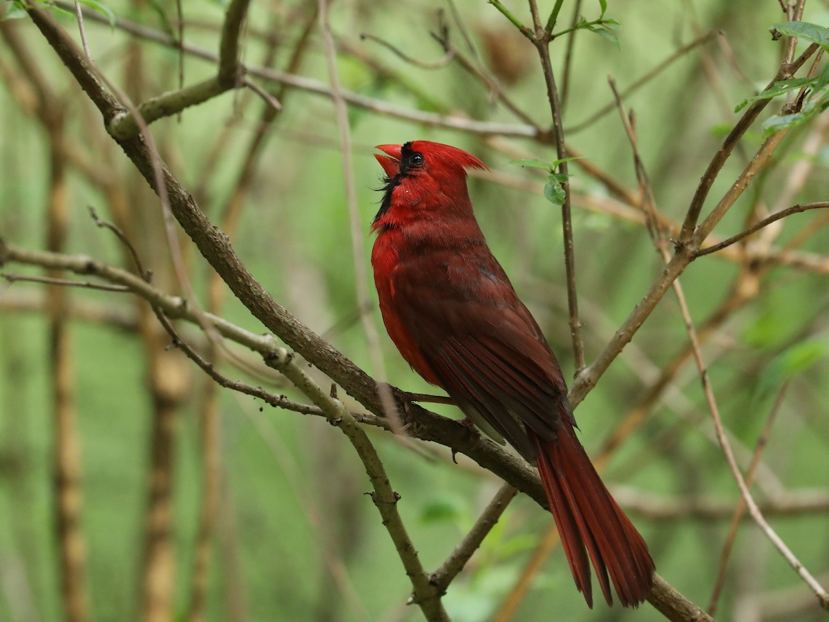 Cardinal rouge - ML620366156