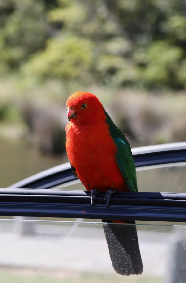 Australian King-Parrot - ML620366157
