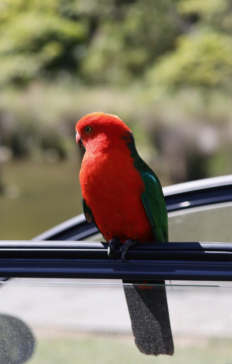 Australian King-Parrot - ML620366159