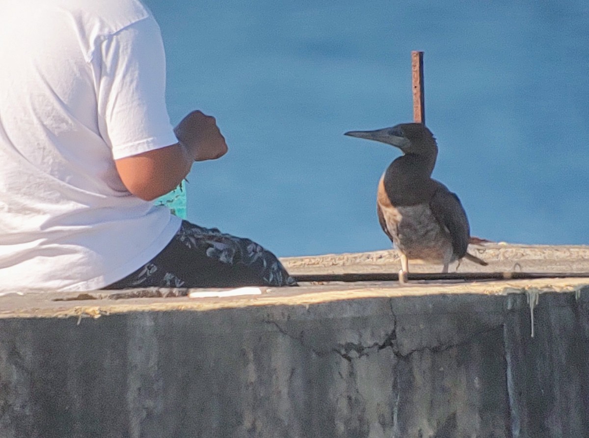 Brown Booby - ML620366171