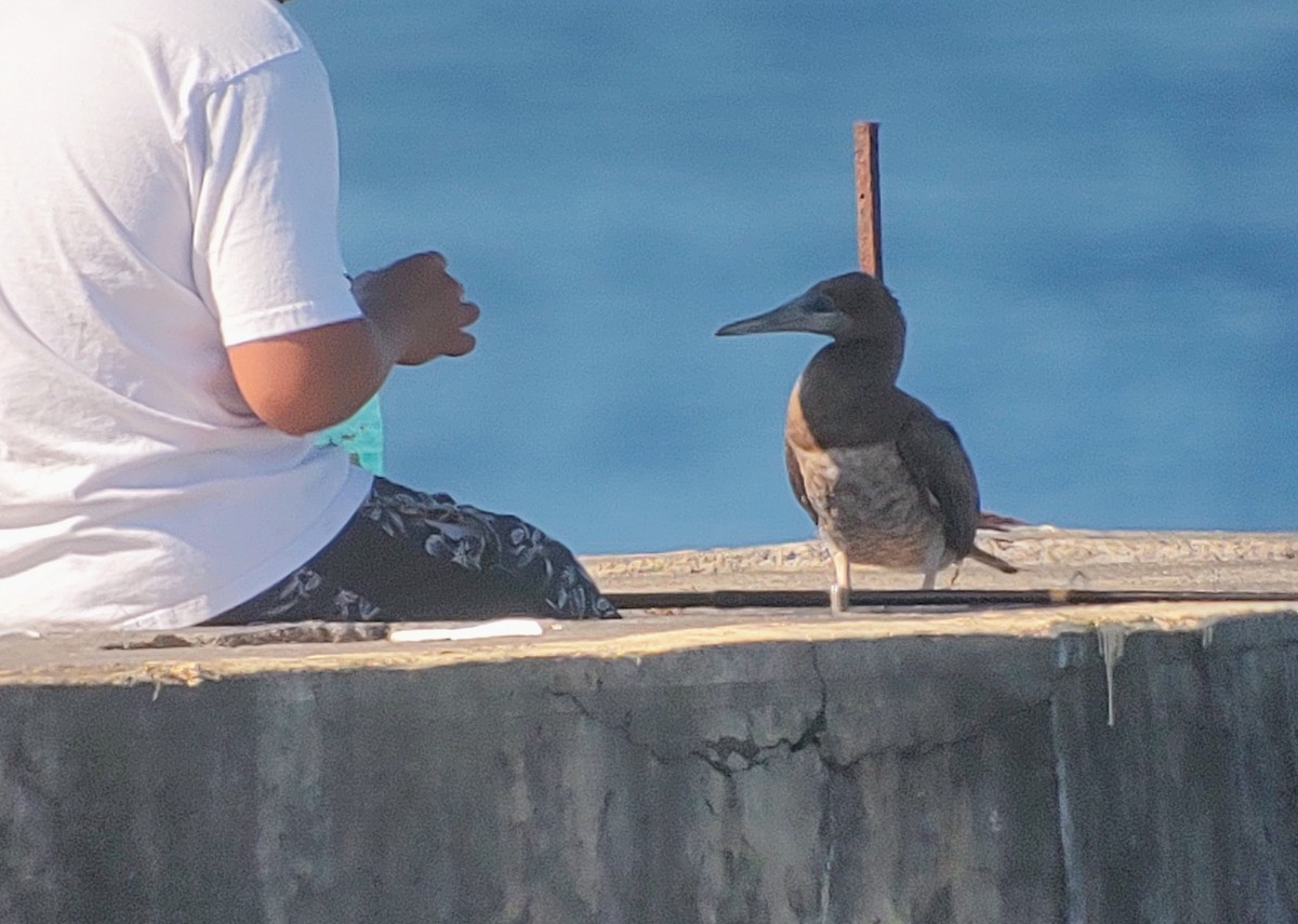 Brown Booby - ML620366172