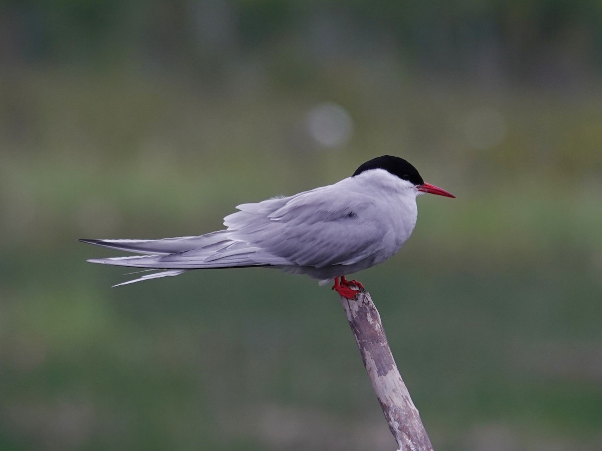 Arctic Tern - ML620366182