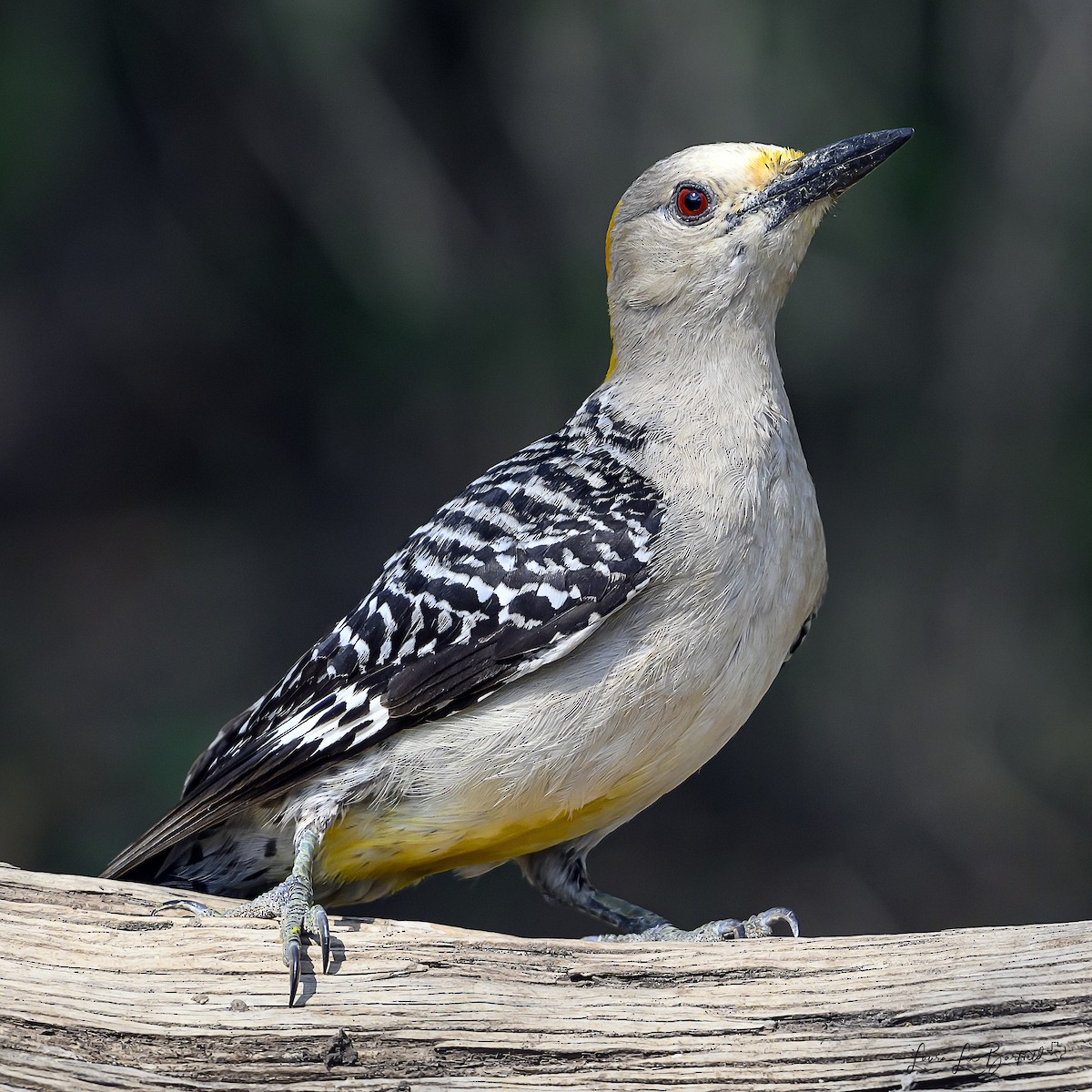 Golden-fronted Woodpecker - ML620366183