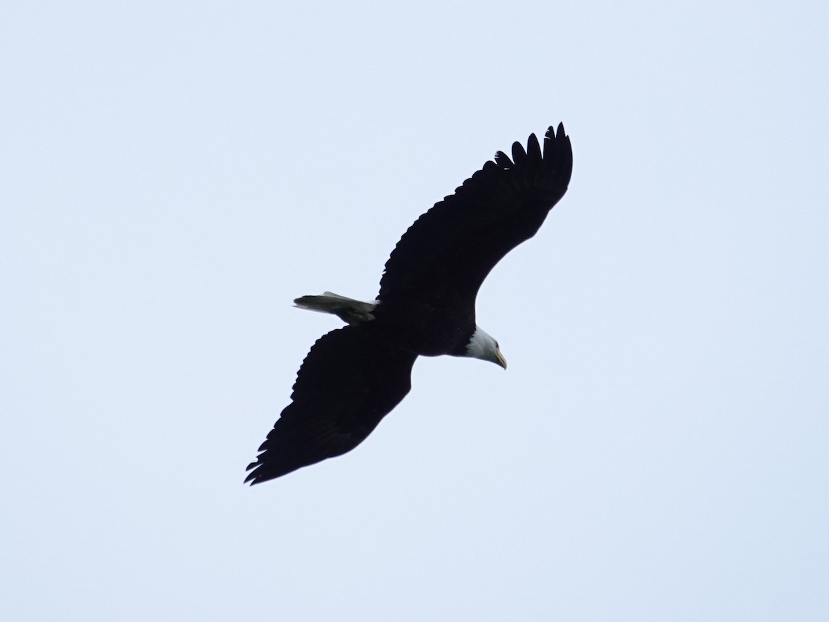 Bald Eagle - ML620366187