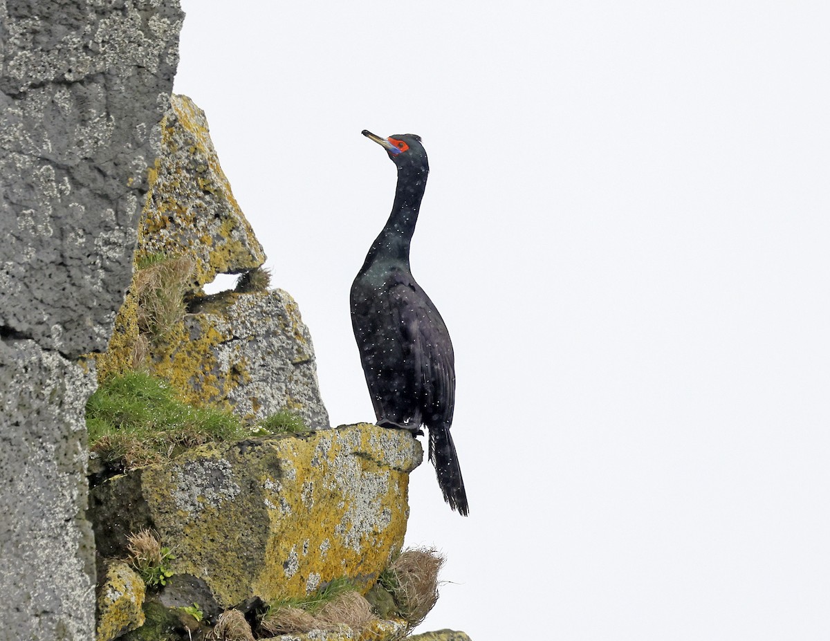 Red-faced Cormorant - ML620366196