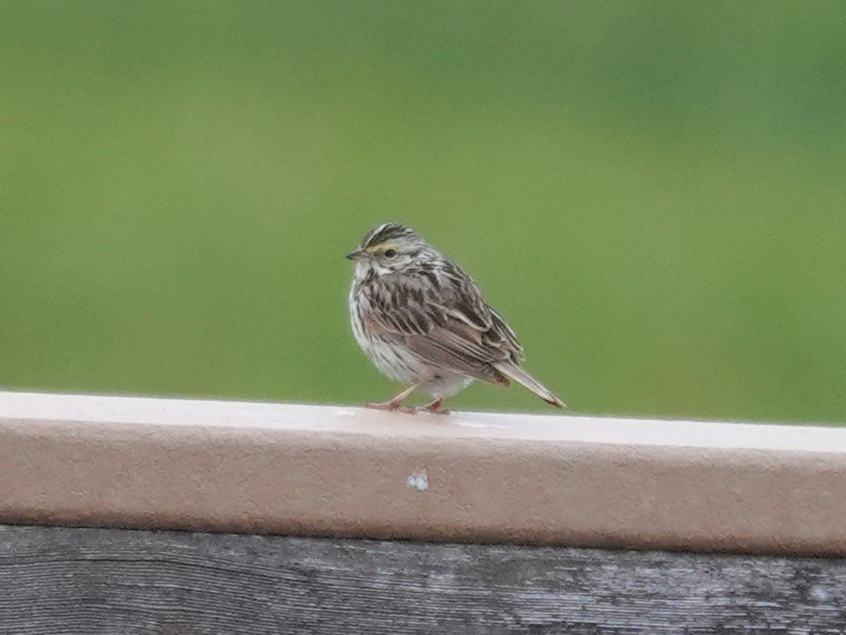 Savannah Sparrow - ML620366198