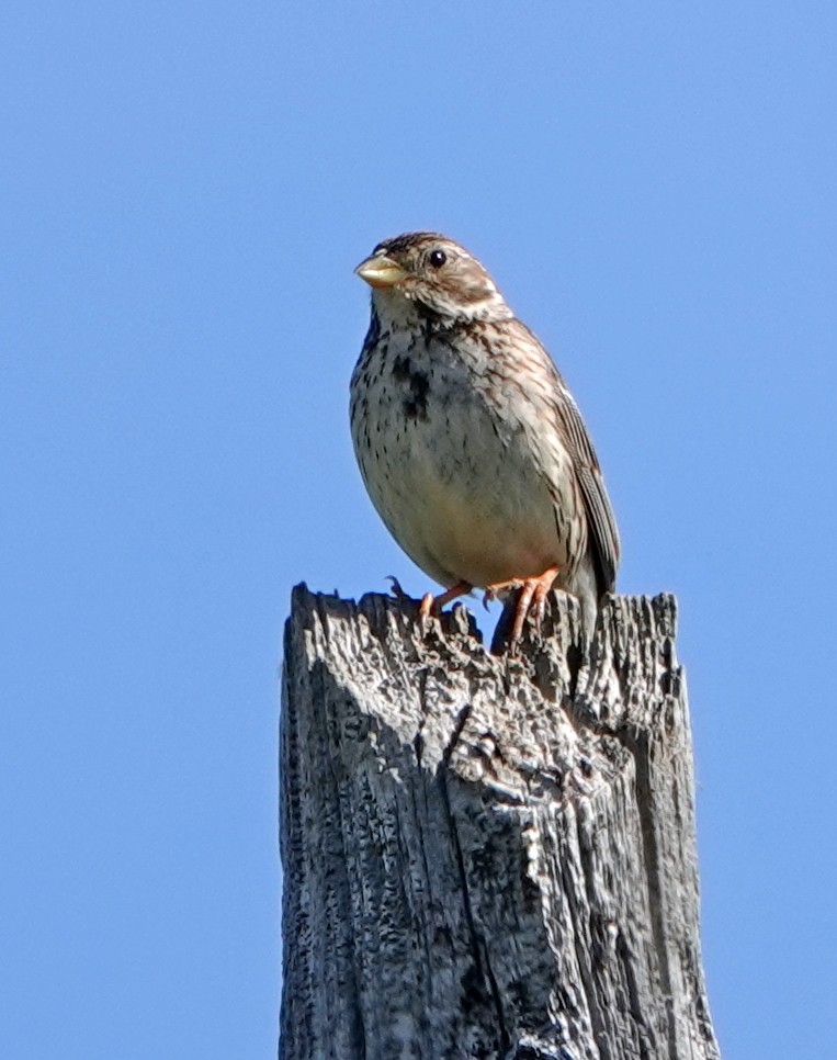 Corn Bunting - ML620366210