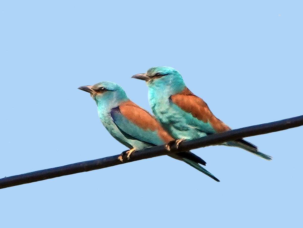 European Roller - ML620366217