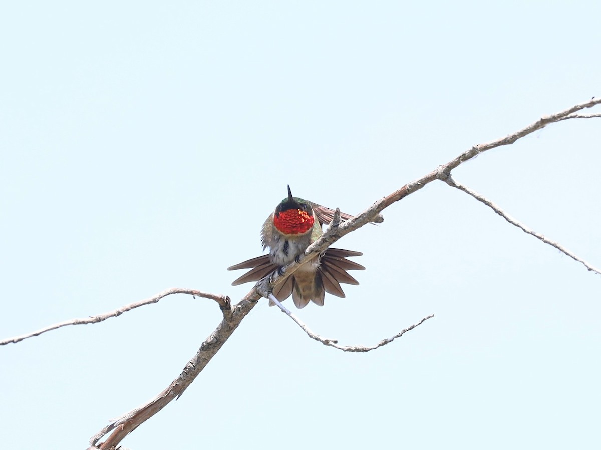 Ruby-throated Hummingbird - ML620366234