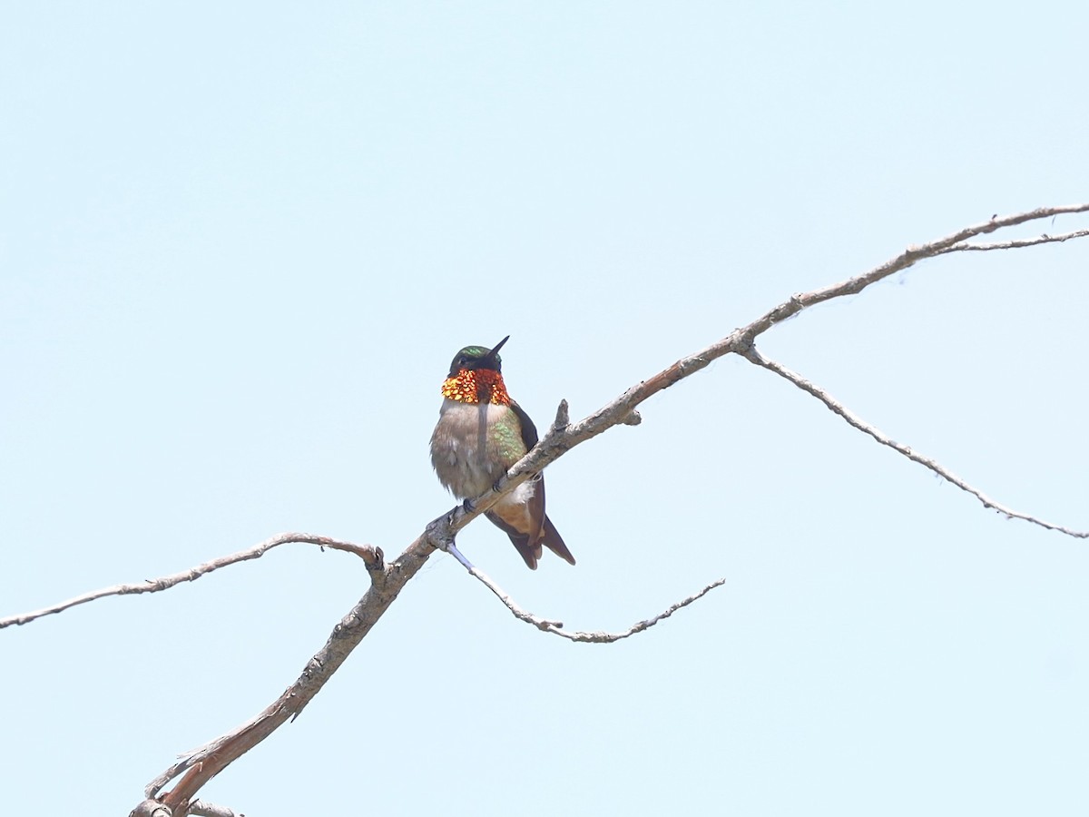 Ruby-throated Hummingbird - ML620366237