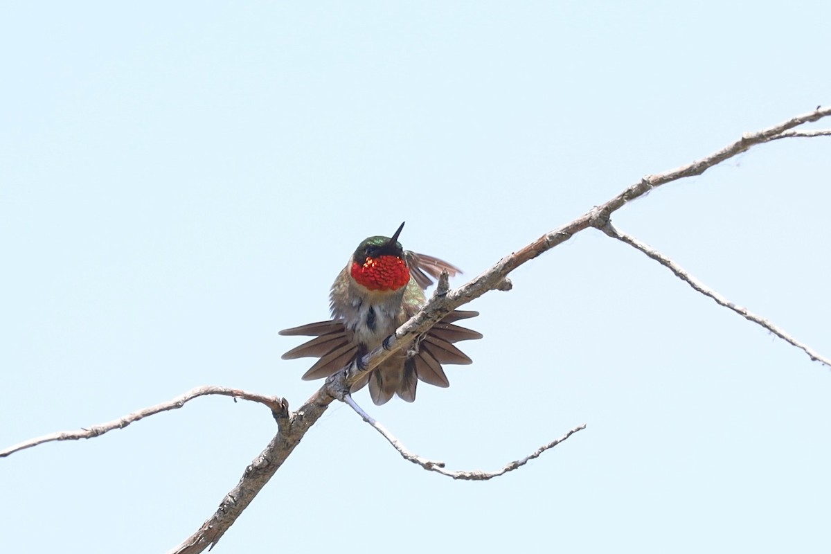 Ruby-throated Hummingbird - ML620366238