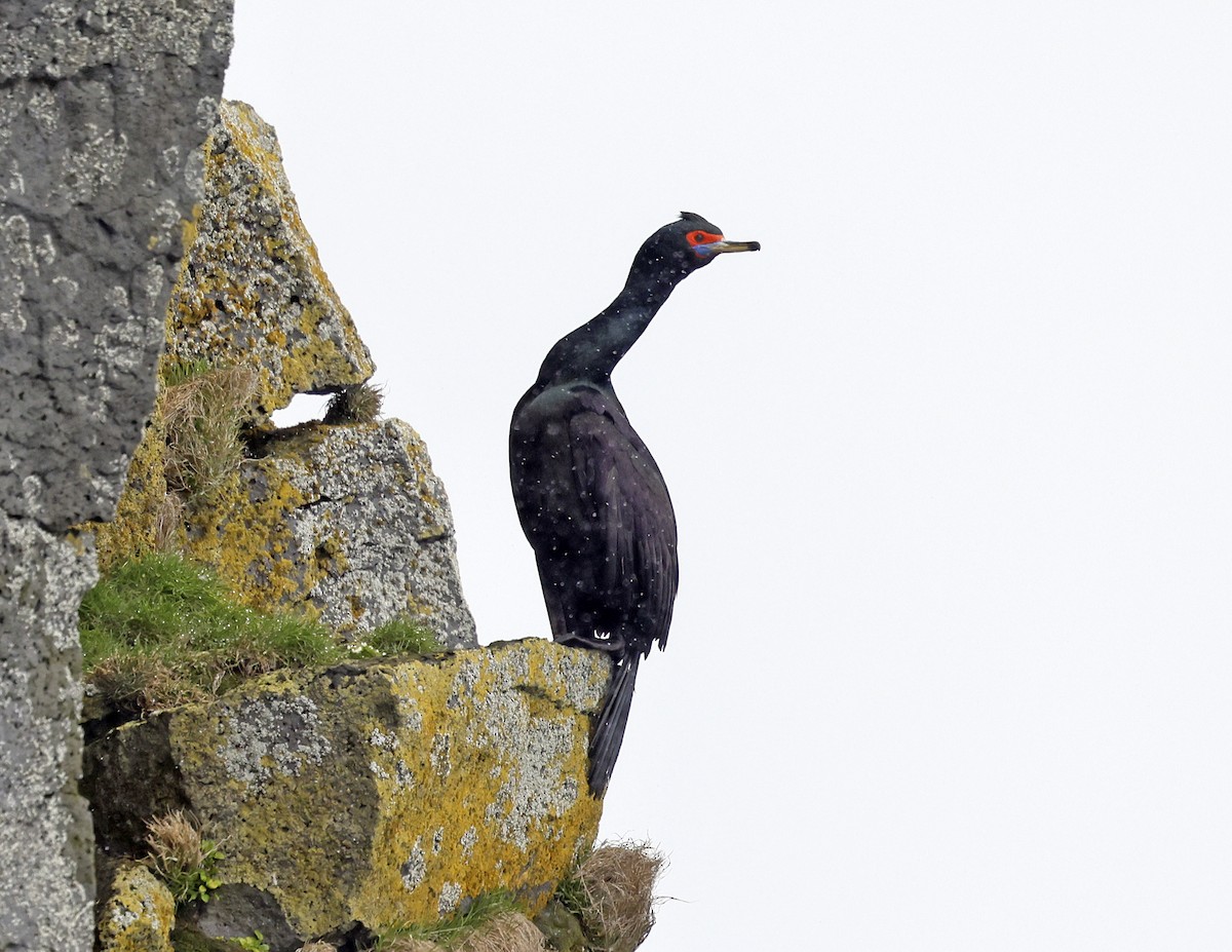 Red-faced Cormorant - ML620366246
