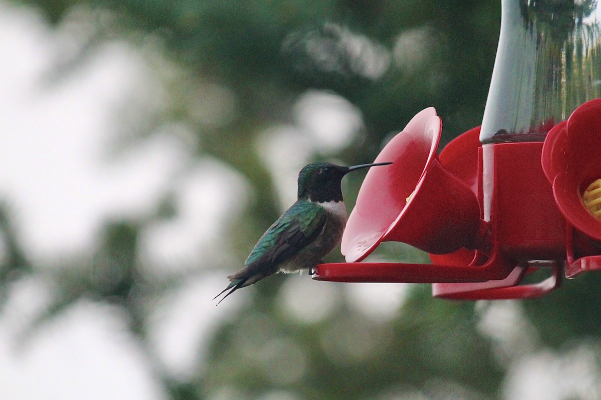 Colibri à gorge rubis - ML620366250