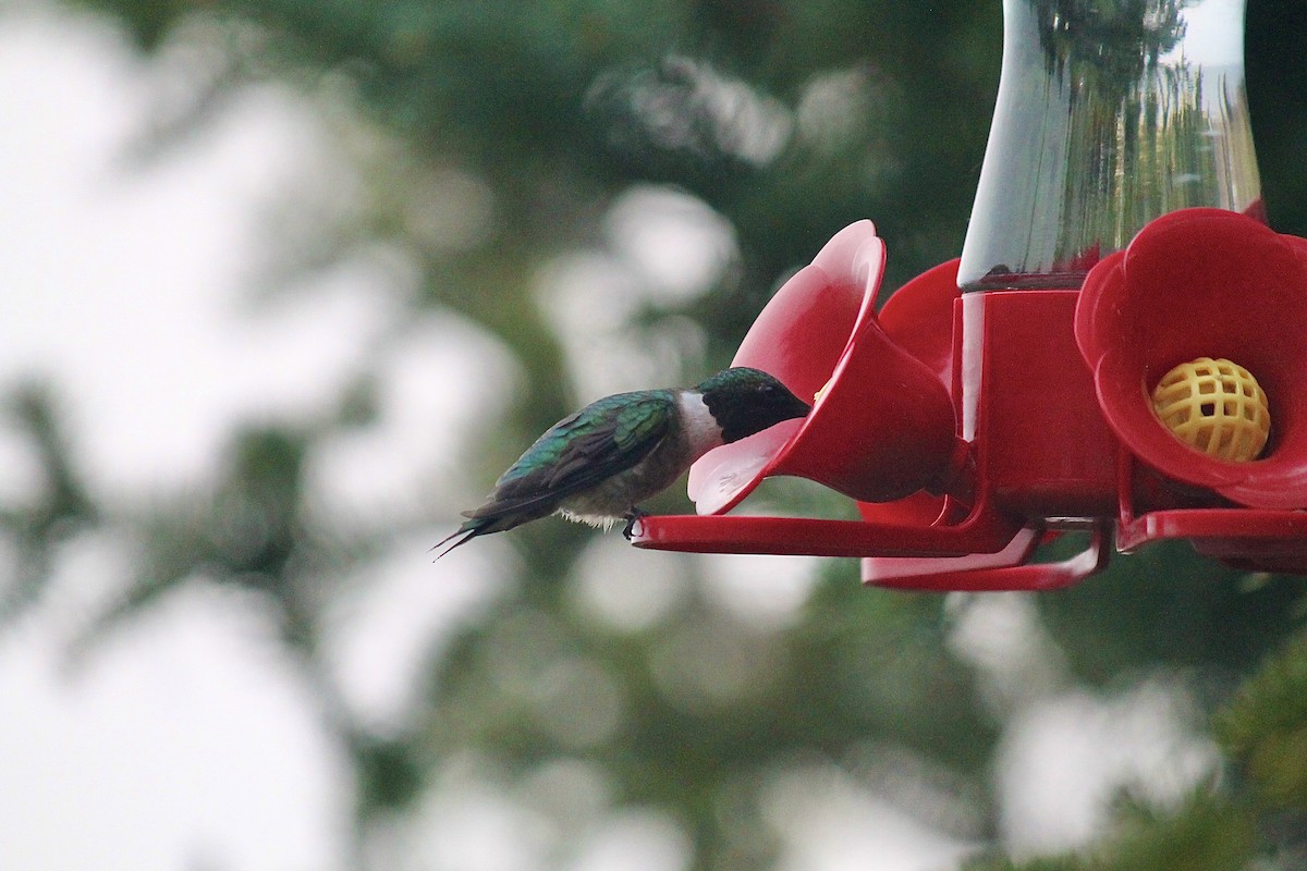 Ruby-throated Hummingbird - ML620366251