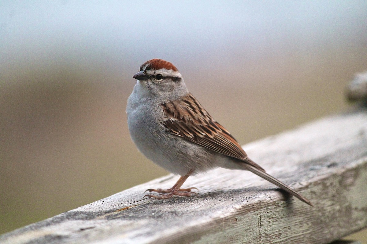 Chipping Sparrow - ML620366252