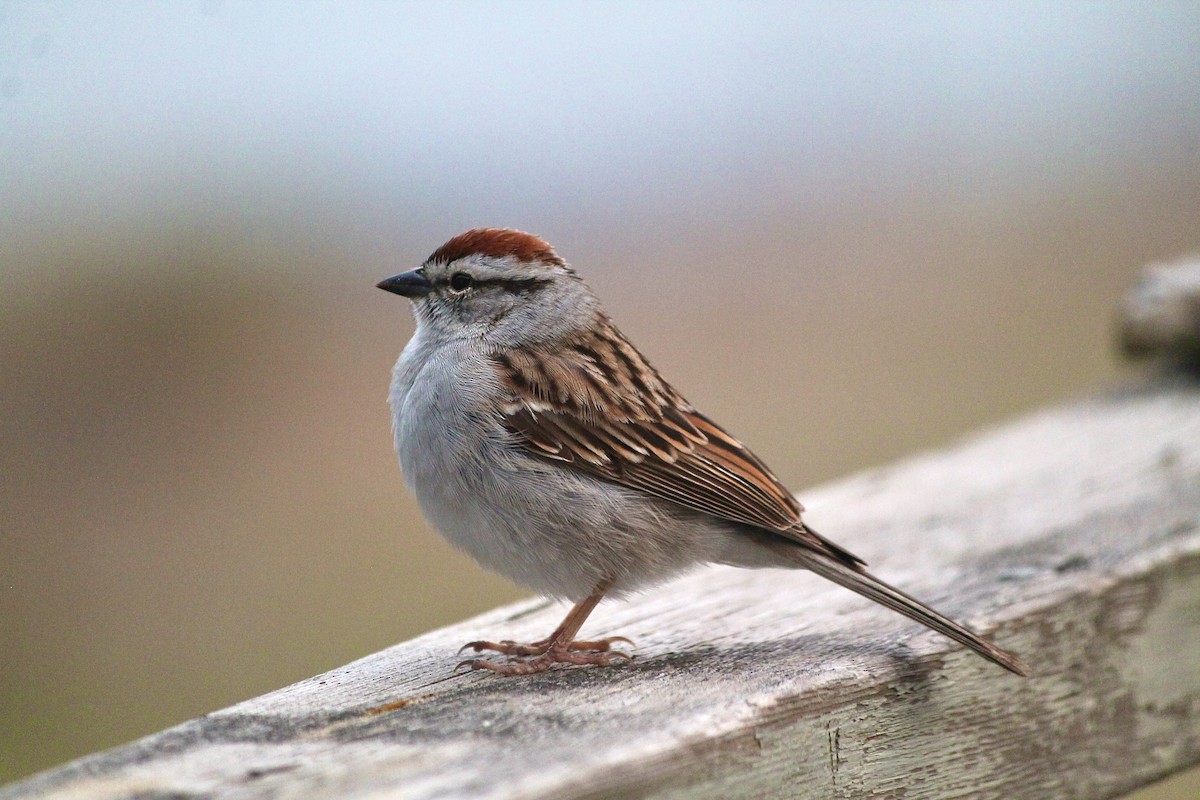 Chipping Sparrow - ML620366253