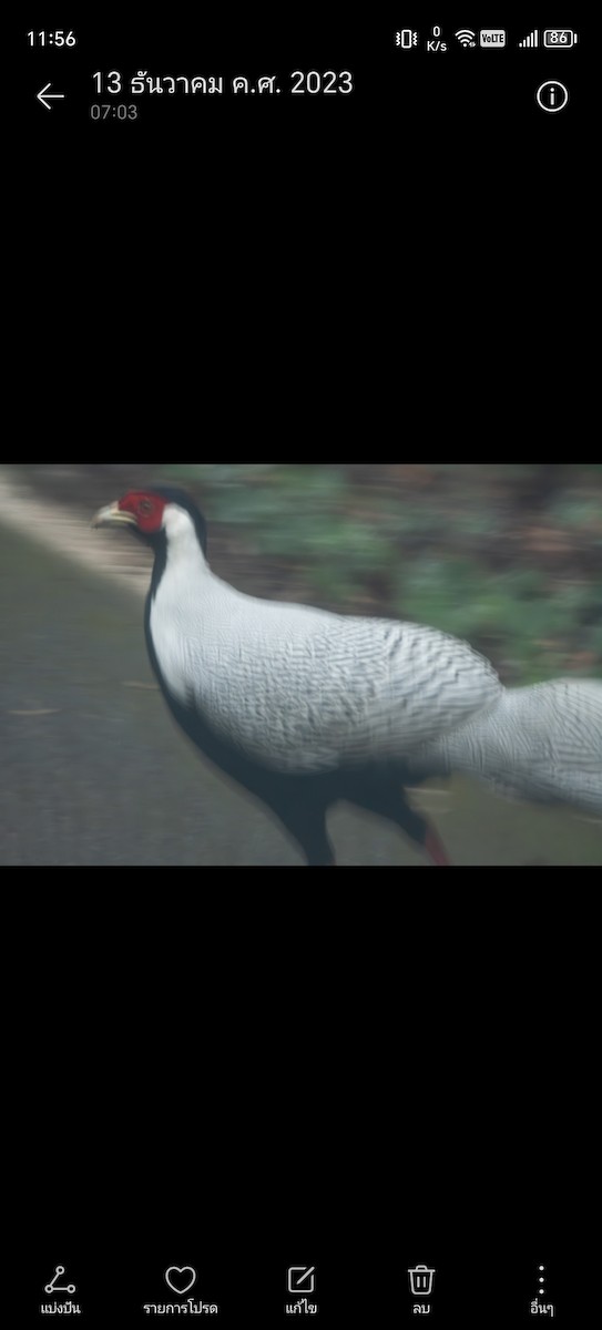 Silver Pheasant - Rachata Thanomphan