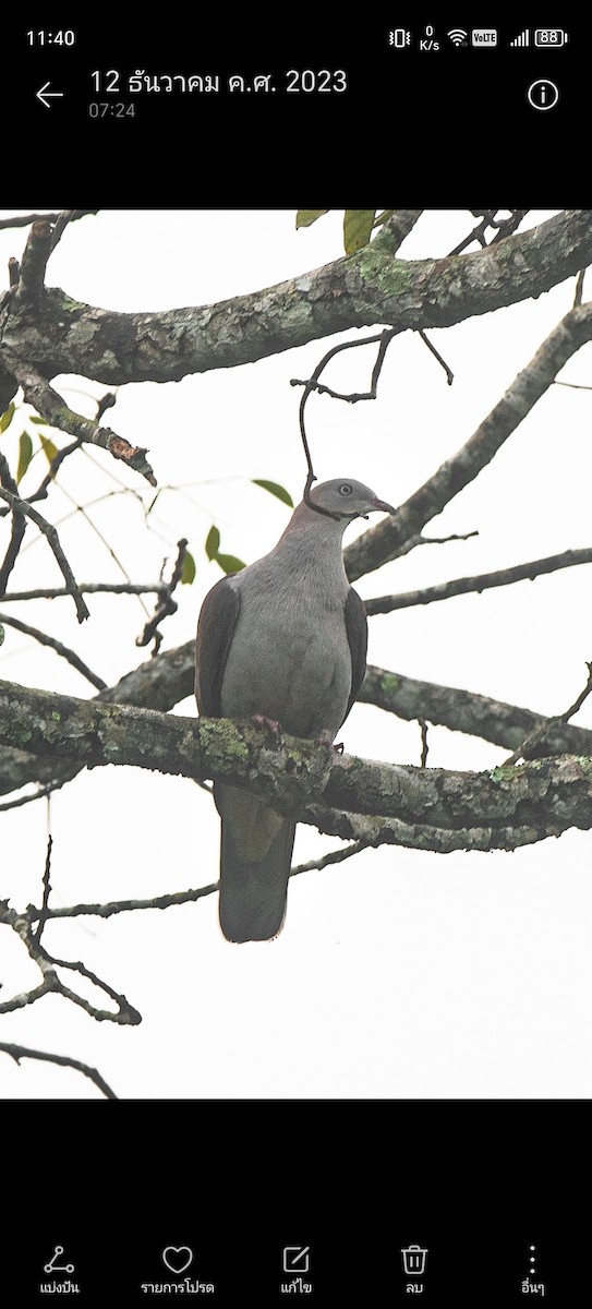 Mountain Imperial-Pigeon - ML620366267