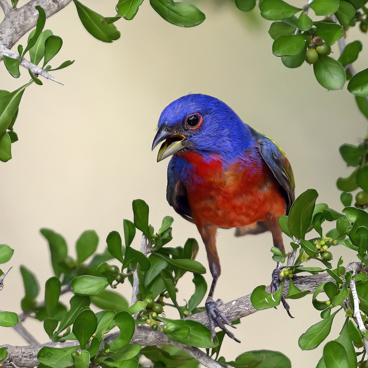 Painted Bunting - ML620366273