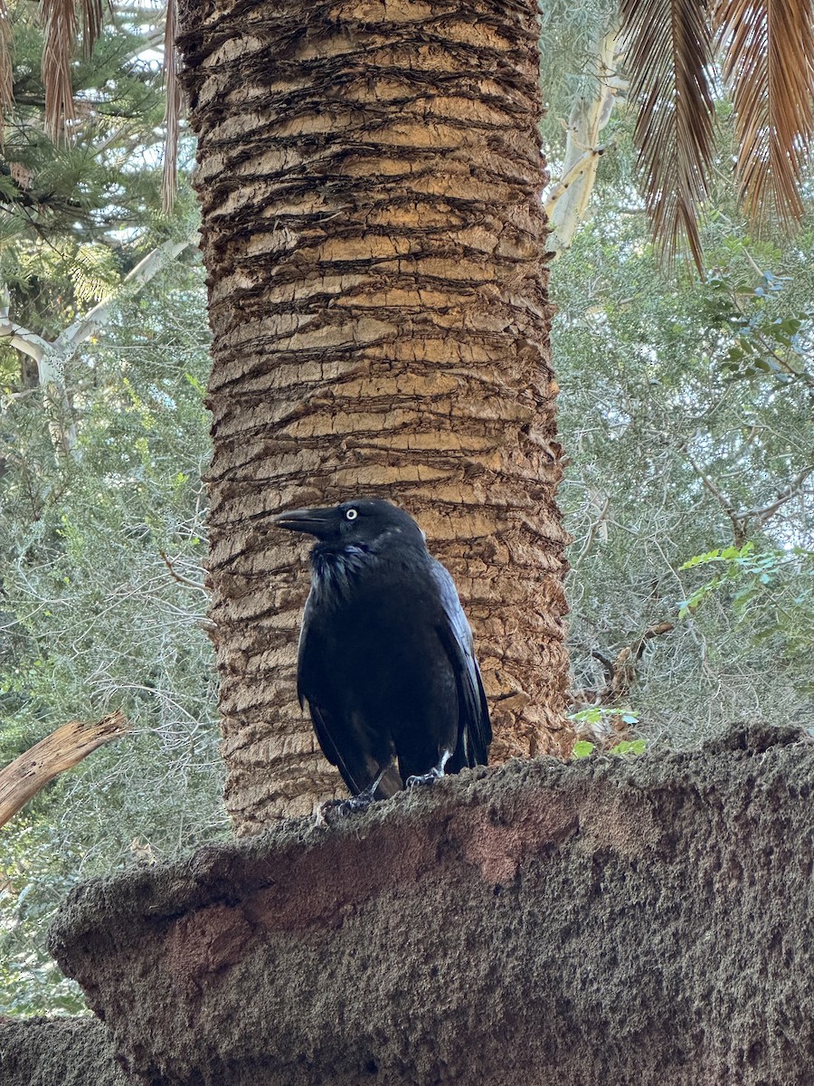 Australian Raven - ML620366279