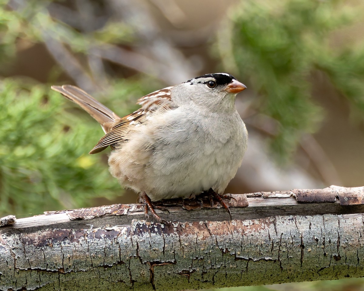 White-crowned Sparrow (oriantha) - ML620366292