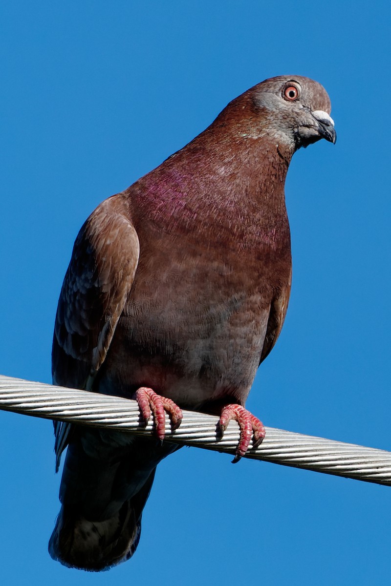 Rock Pigeon (Feral Pigeon) - ML620366295