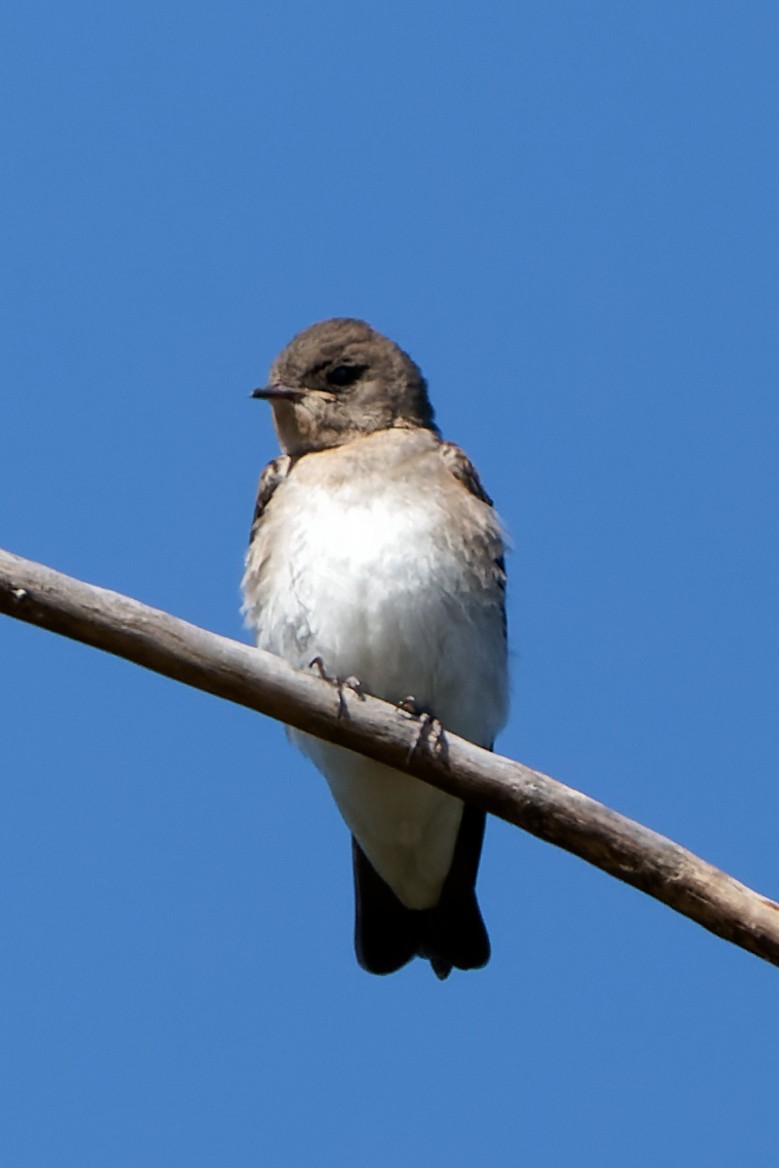 Northern Rough-winged Swallow - ML620366329