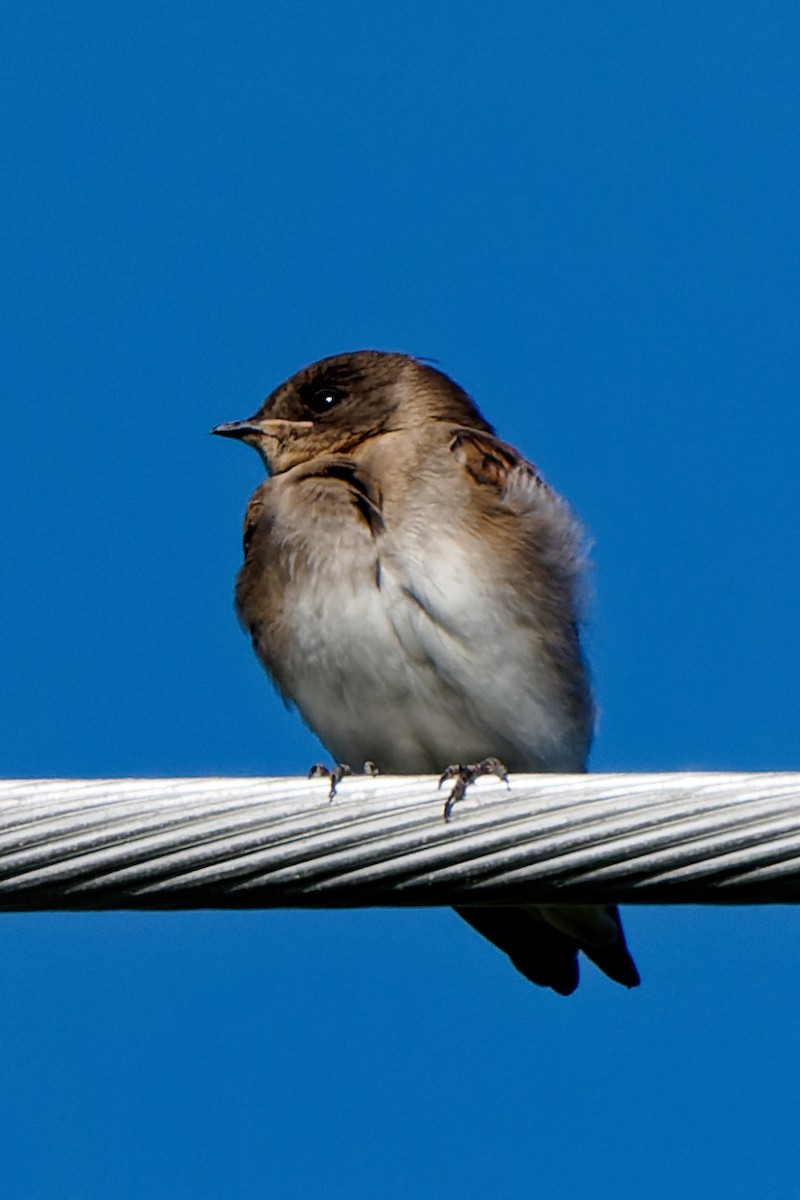 Northern Rough-winged Swallow - ML620366330