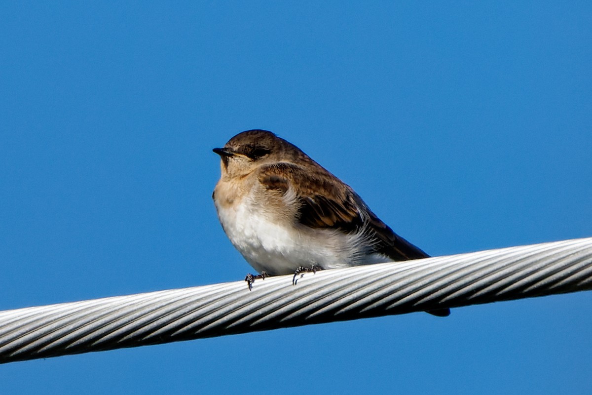 Northern Rough-winged Swallow - ML620366331