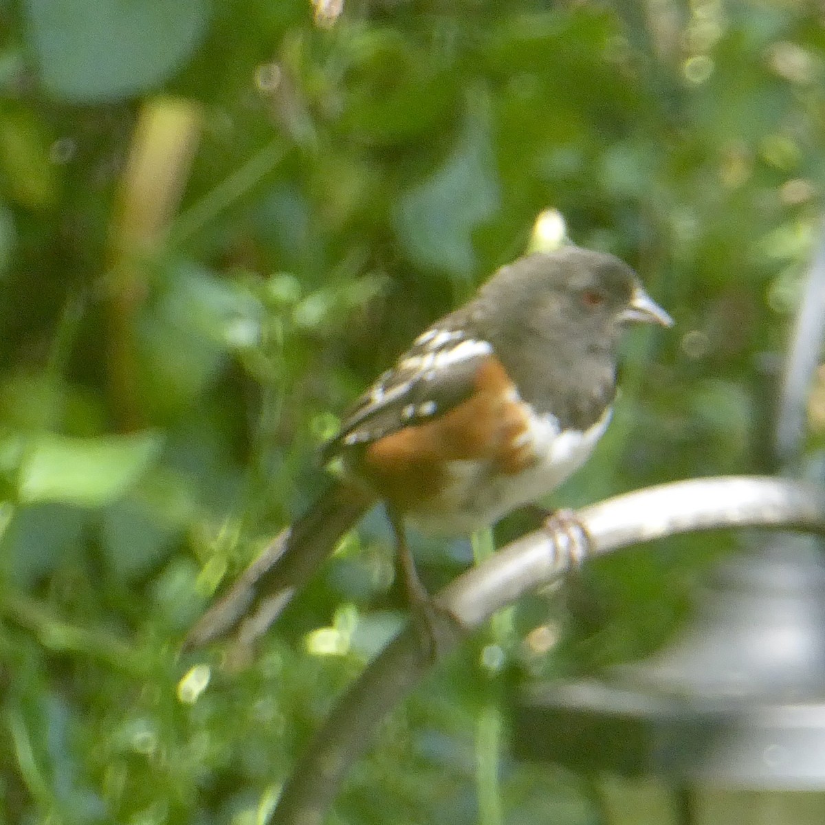 Spotted Towhee - ML620366338