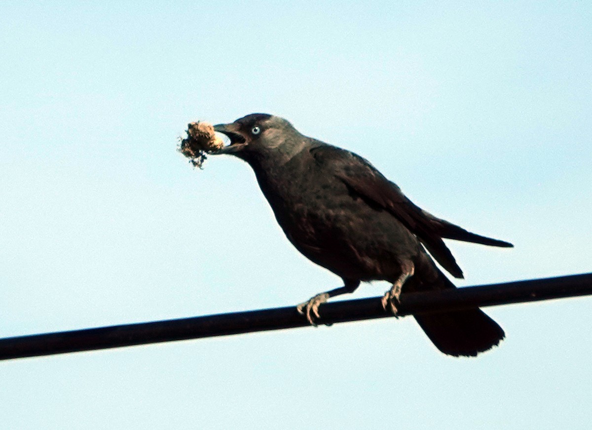 Eurasian Jackdaw - Diane Drobka