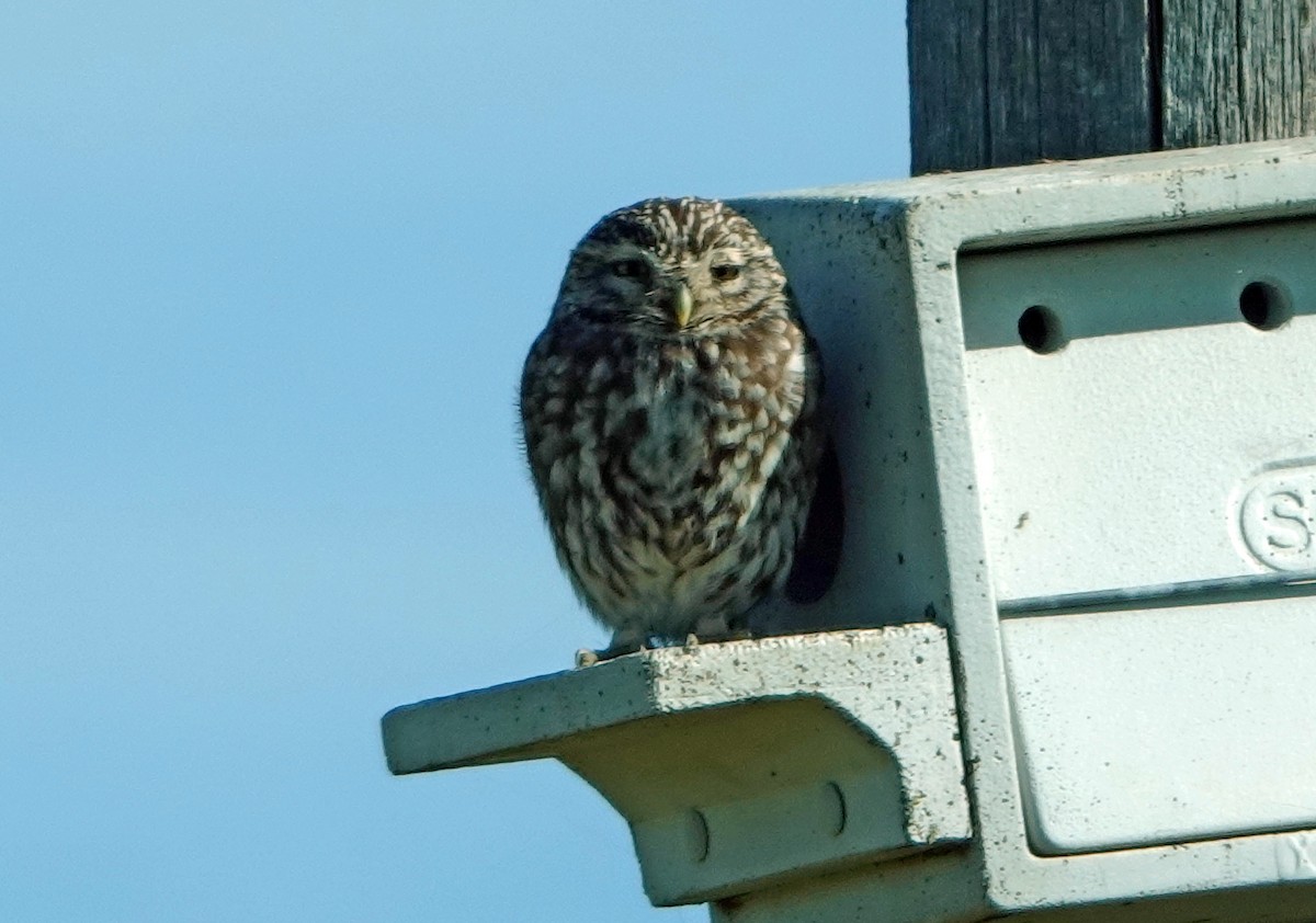 Little Owl - ML620366344