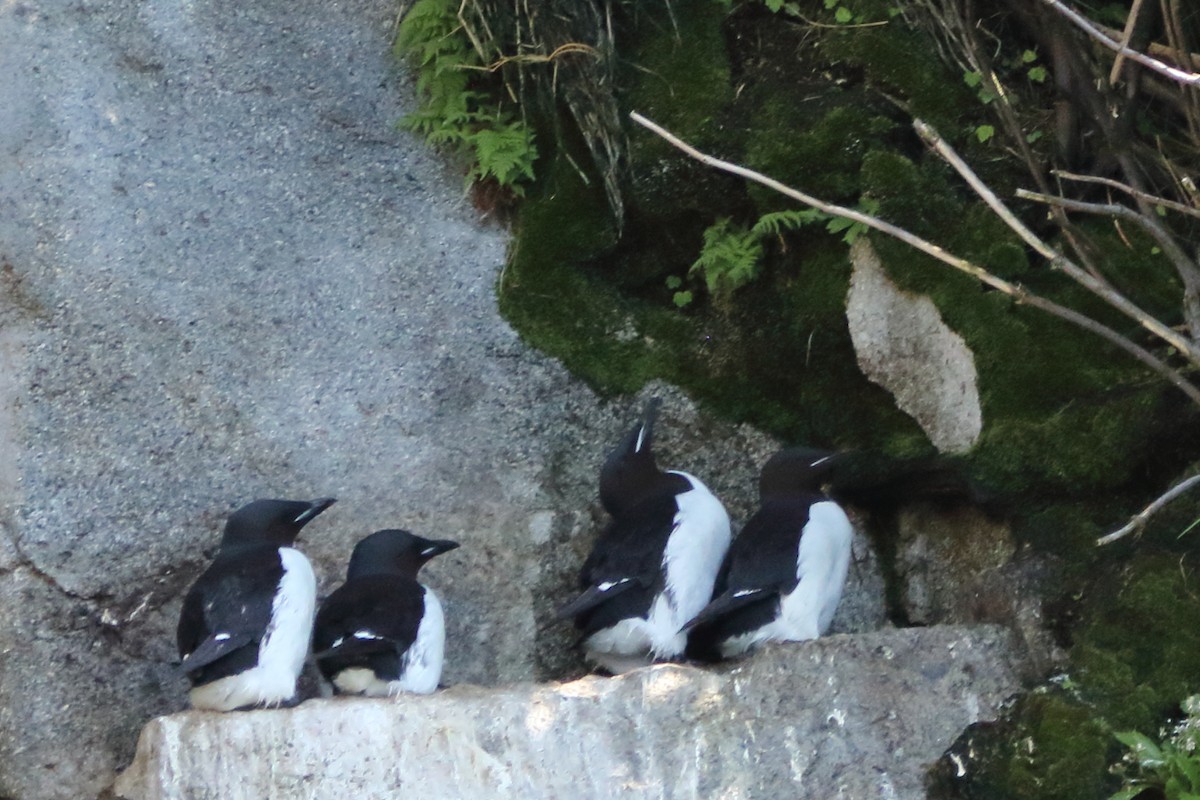 Thick-billed Murre - Kenny Benge
