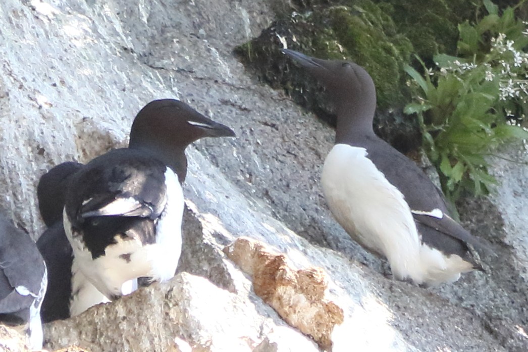 Thick-billed Murre - ML620366408