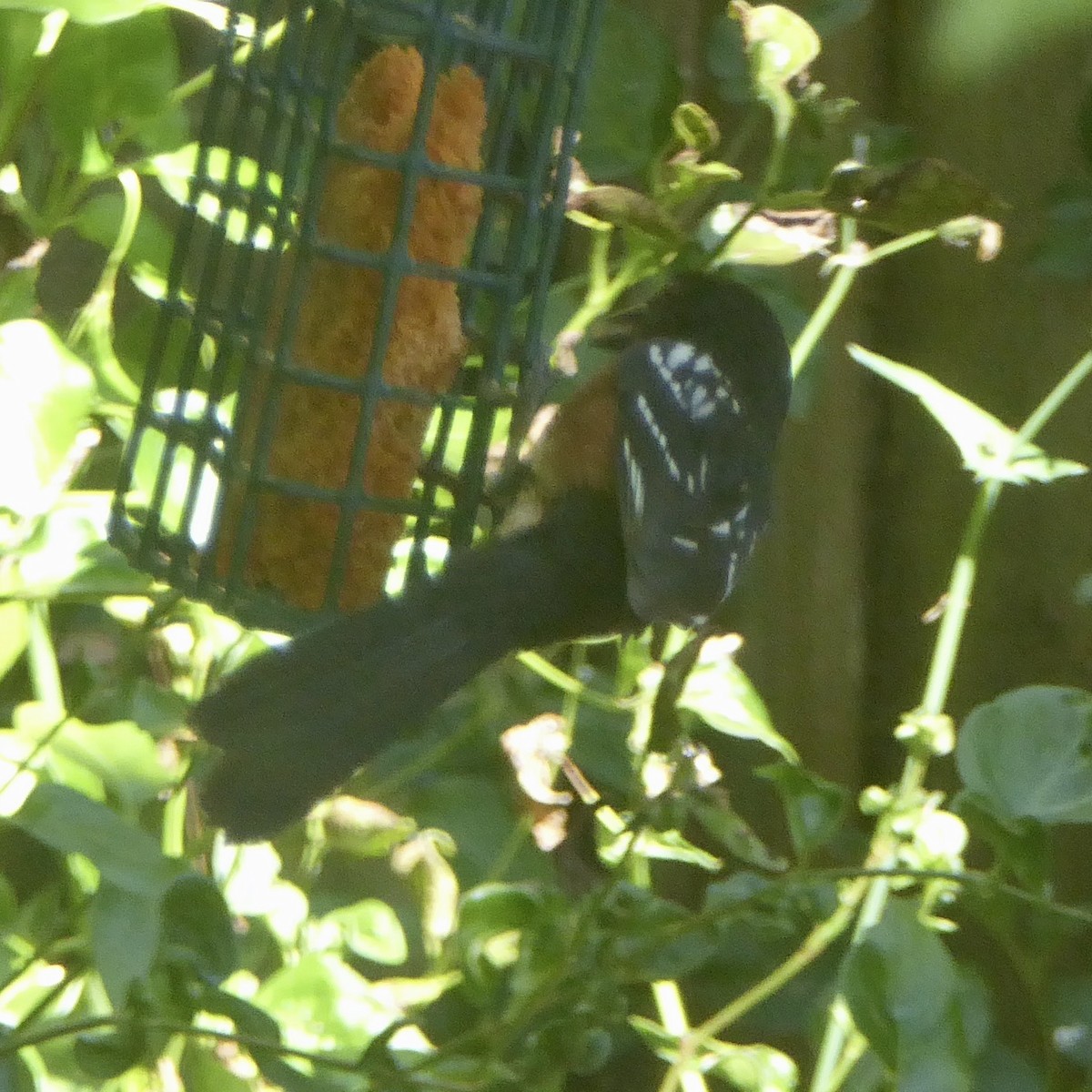 Spotted Towhee - ML620366414